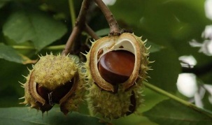 kastaņu lietošana prostatīta ārstēšanai