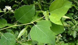 apses hroniska prostatīta ārstēšanai